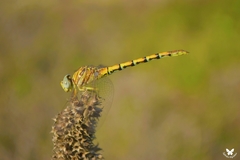 Paragomphus lineatus