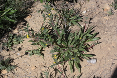 Camissoniopsis hirtella
