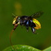 Orchid Bees - Photo (c) Karen Yukich, some rights reserved (CC BY-NC), uploaded by Karen Yukich