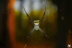 Argiope pulchella