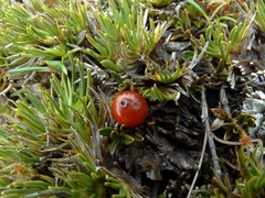 Coprosma perpusilla perpusilla