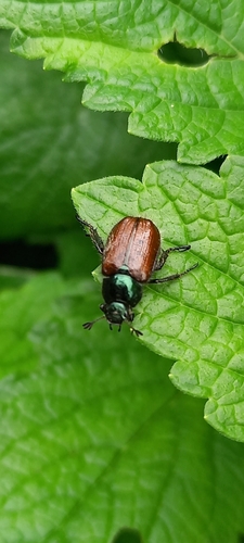chrústovec záhradný (Phyllopertha horticola)