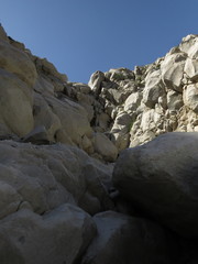 Cryptogramma fumariifolia