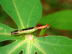 Acontista aurantiaca
