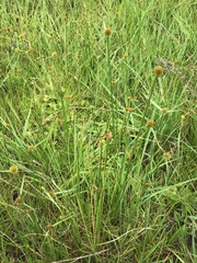 Cyperus erectus
