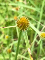Cyperus erectus
