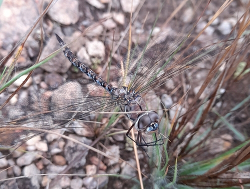 Rhionaeschna pauloi