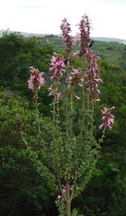 Syncolostemon densiflorus