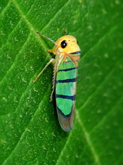 Amblyscarta trinotata