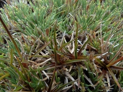 Juncus antarcticus