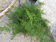 Cryptogramma fumariifolia