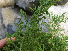 Cryptogramma fumariifolia