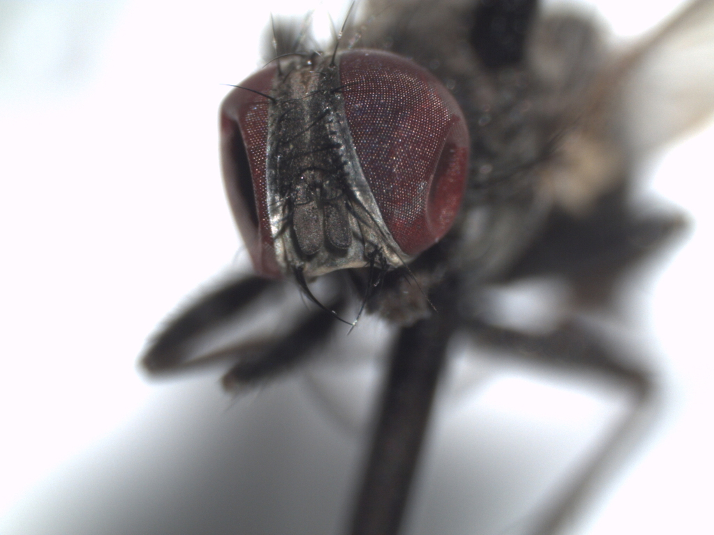 Fannia fuscula