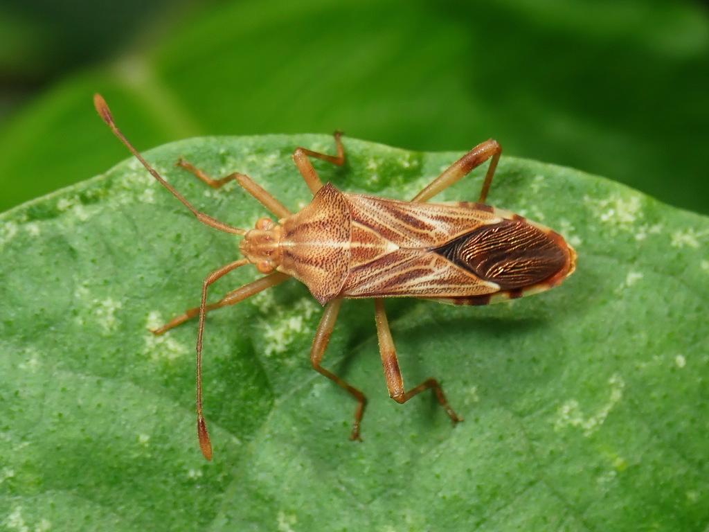 Cebrenis haenschi