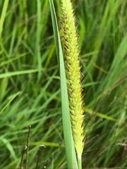 Setaria pallide-fusca