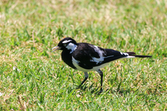 Grallina cyanoleuca