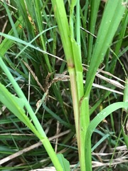 Setaria pallide-fusca