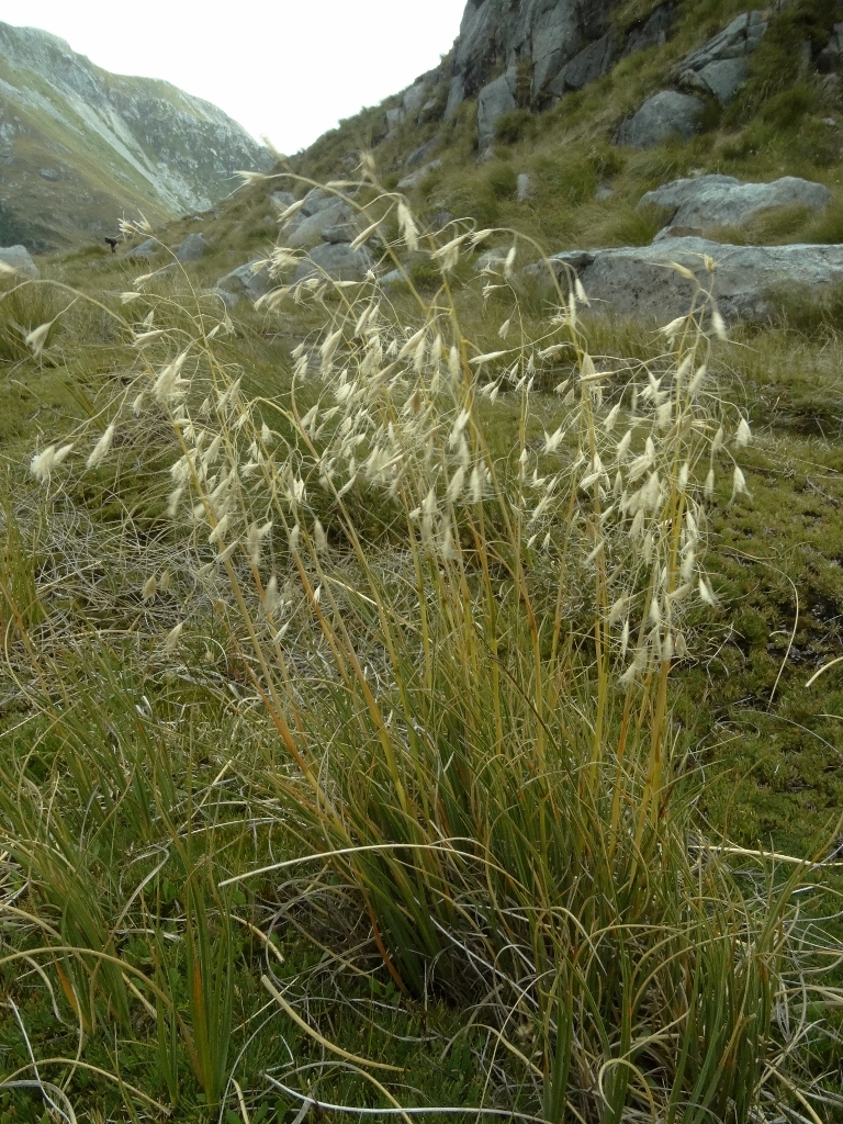 Chionochloa crassiuscula ssp. torta