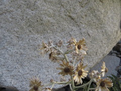 Leucheria floribunda