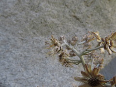 Leucheria floribunda