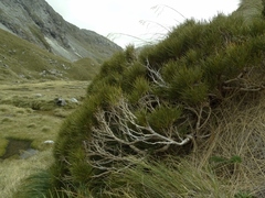 Olearia crosby-smithiana