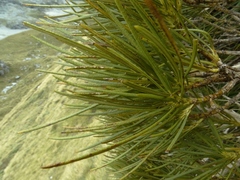 Olearia crosby-smithiana