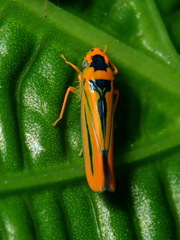 Soosiulus servula
