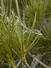 Olearia crosby-smithiana