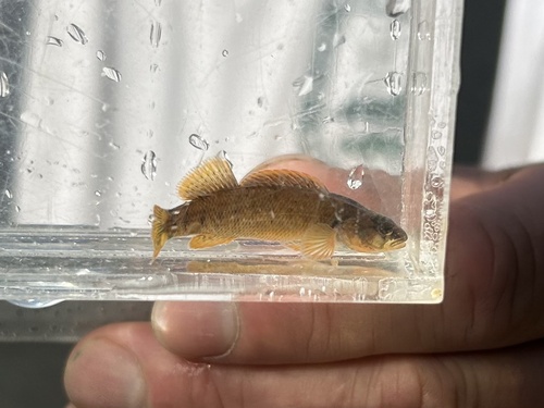 Tippecanoe darter (Etheostoma tippecanoe) — Percidae — 5
