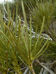 Olearia crosby-smithiana