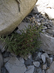 Leucheria floribunda