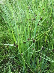 Cyperus teneristolon