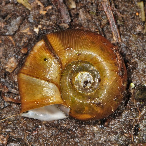 Marsh Ramshorn