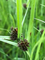 Cyperus teneristolon