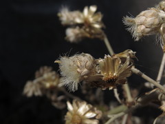 Leucheria floribunda