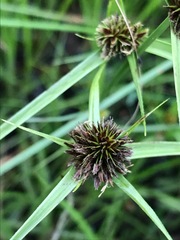 Cyperus teneristolon