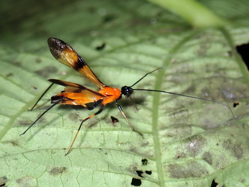 Bracon braconiformis