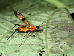Hiranetis braconiformis