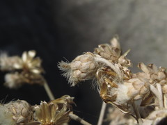 Leucheria floribunda
