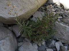 Leucheria floribunda