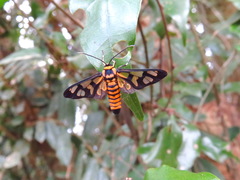 Amata perixanthia