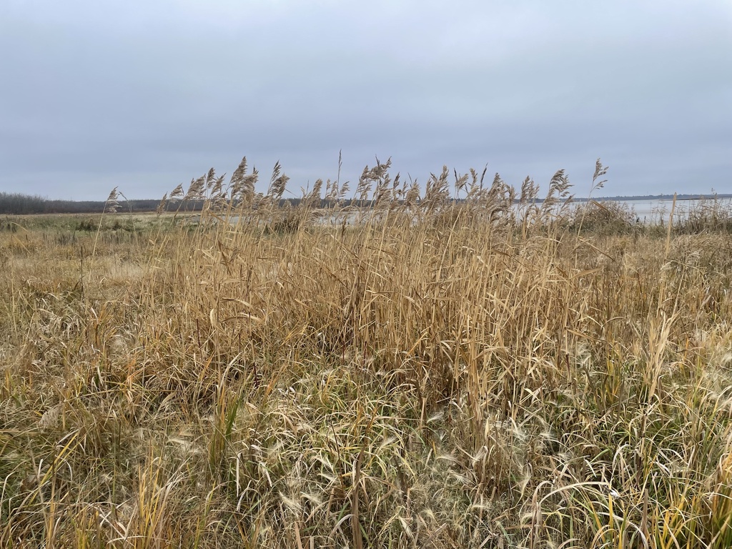 American common reed from Strathcona County, AB, CA on October 13, 2023 ...