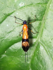 Hiranetis braconiformis