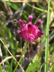 Trifolium depauperatum