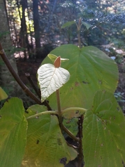 Viburnum lantanoides image