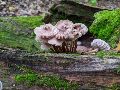 Mycena inclinata (Photo 2 of 4)