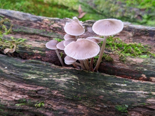 Mycena inclinata