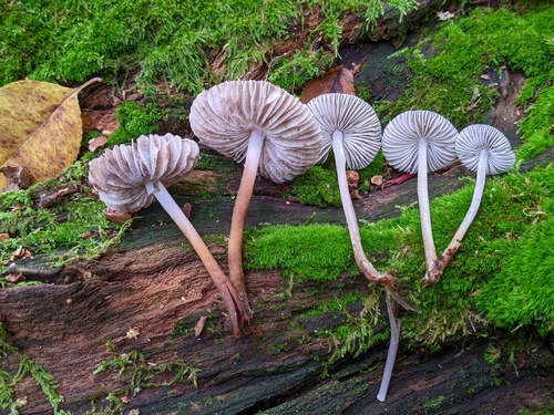 Mycena inclinata (Photo 3 of 4)