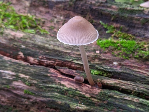 Mycena inclinata (Photo 4 of 4)