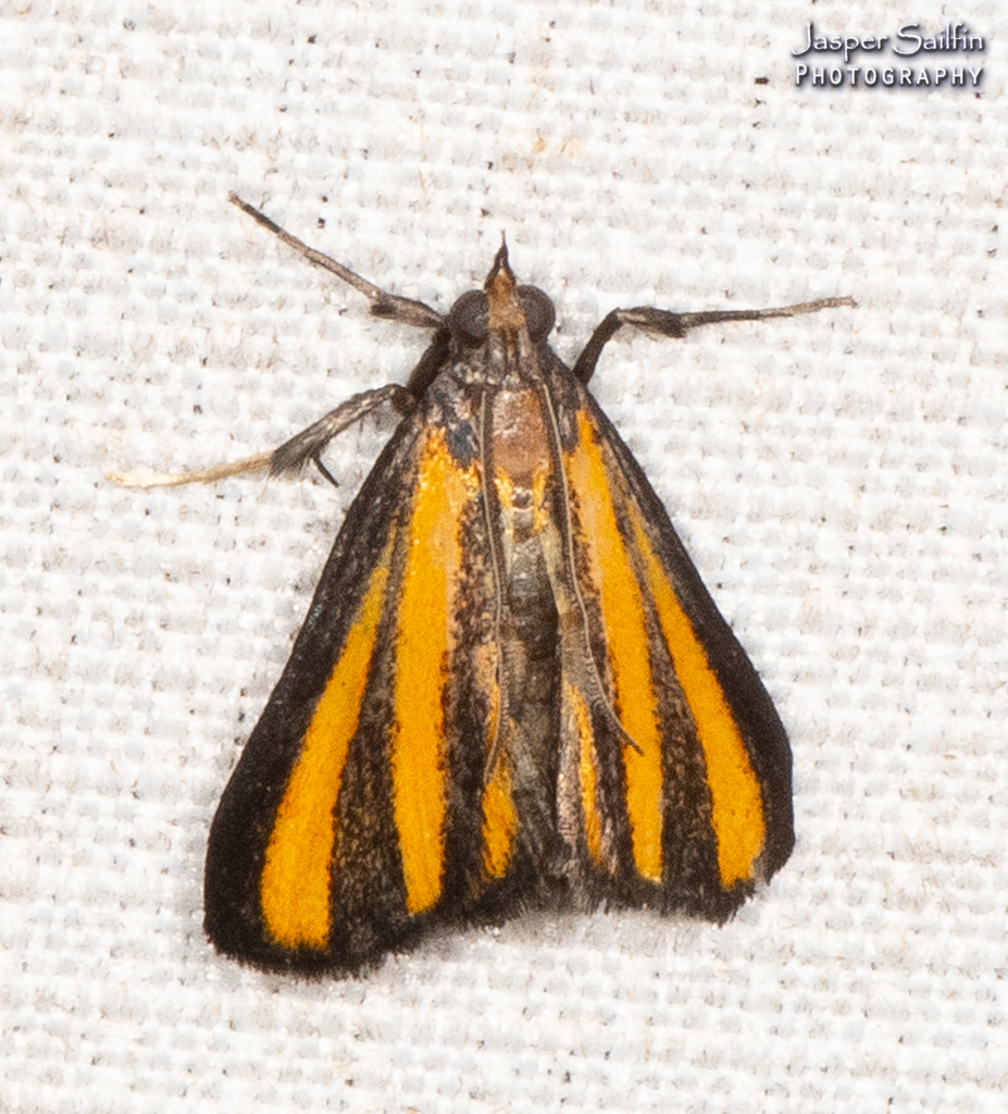 Semnia josialis